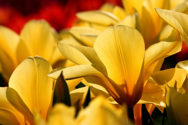 Primi piani di fiori con petali gialli