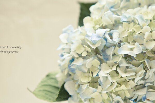 White on white, flora and postcards