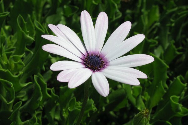 Weiße Blume auf grünem Gras Hintergrund