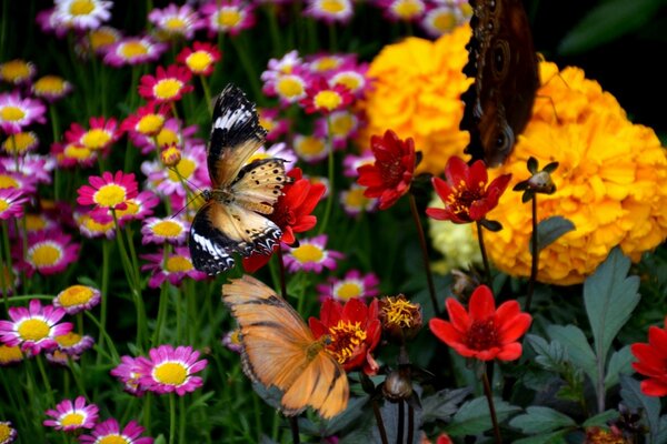 Giardino fiorito e profumato estivo