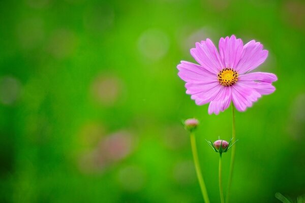 Purple flower on a blurry background