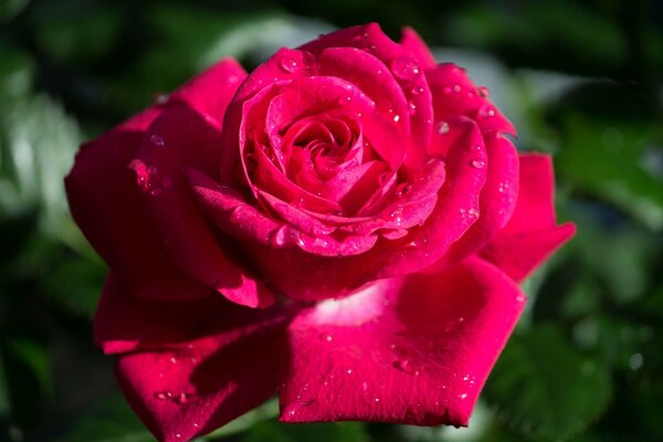 Eine helle Rose unter Wassertropfen