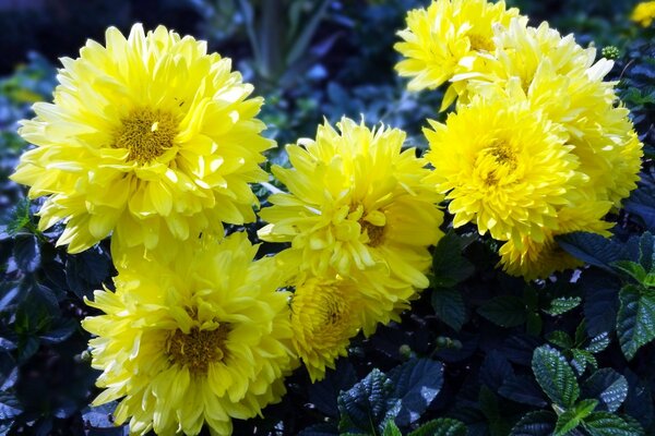 Flore d été, fleurs jaunes