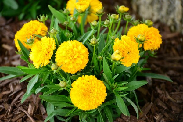 Ein Busch von Frottee-gelben Blüten