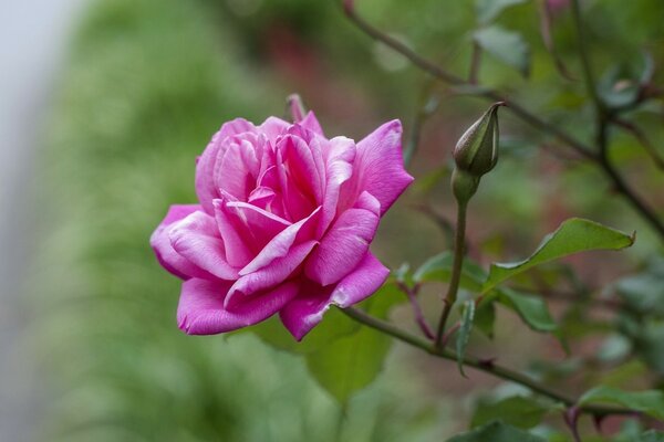 Rosa canina simile a una rosa