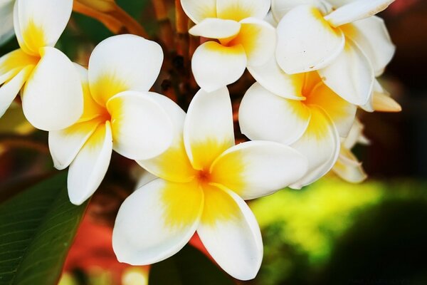 Fiore di plumeria con foglie bianche e gialle