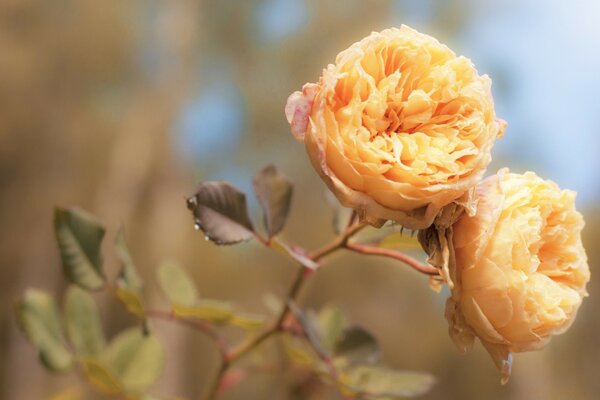 Delicate beige rosebuds