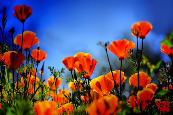 Belles et panachées fleurs de Poppy