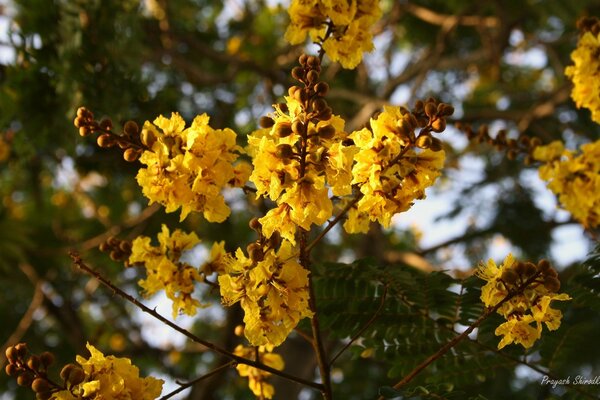 Sarı çiçekler. Gulmohar ,