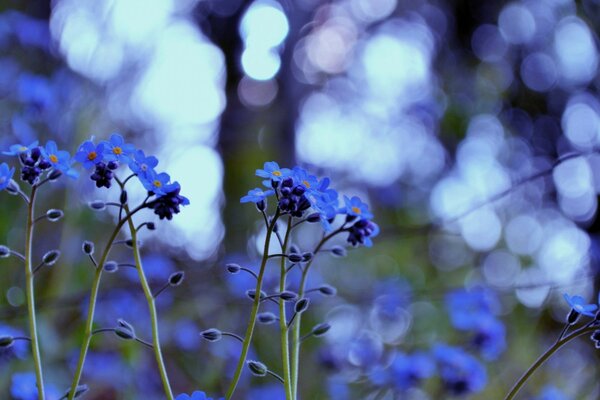 Petites fleurs lilas sur fond flou