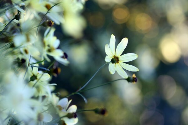 A white flower on a blurry background of greenery