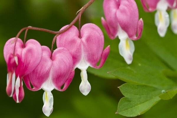 Hermosas flores Rosadas en una rama