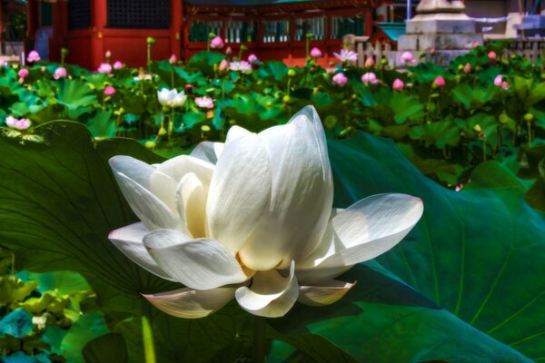 Grande fiore di loto bianco