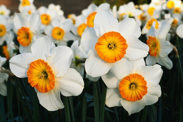 Fleurs blanches au milieu orange