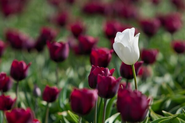 Beautiful tulips in a green field