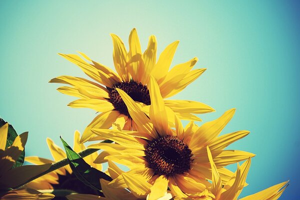 Foto von gelben Blumen auf Himmelshintergrund