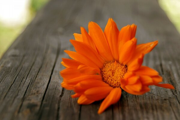 Foto einer Blume an einem sonnigen Sommertag