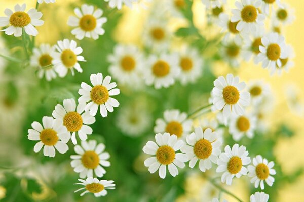 Fond flou de petites marguerites