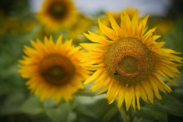 Big yellow sunflower in the field