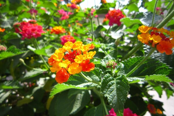 Hermosas flores, flora de Jardín