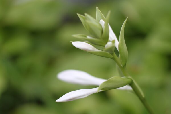 Flower growth, macro photography