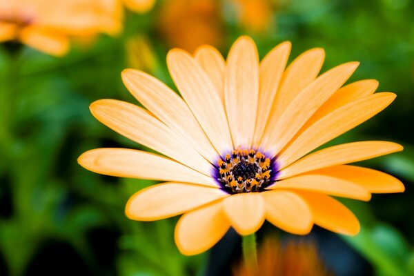 Foto en modo macro de la flor sobre el fondo de la hierba