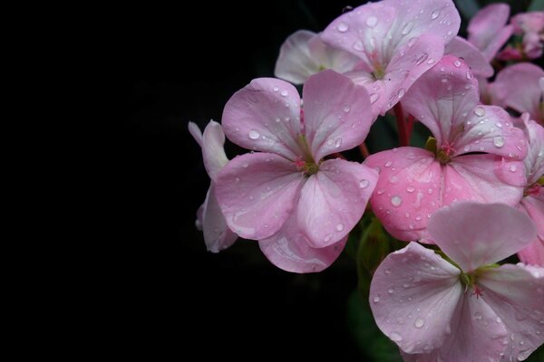 Flores moradas con gotas de rocío