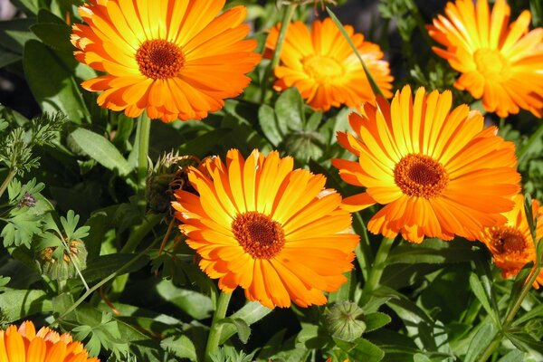 Orangefarbene Gerbera auf einem grünen Feld