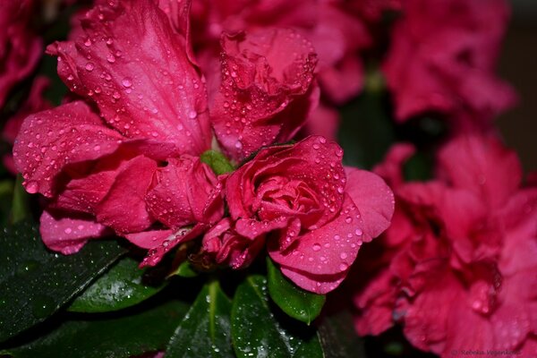 Photos of flowers with morning dew