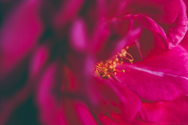 Fleur rouge gros plan