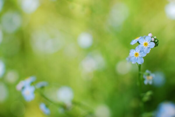 Petites fleurs bleues dans la nature