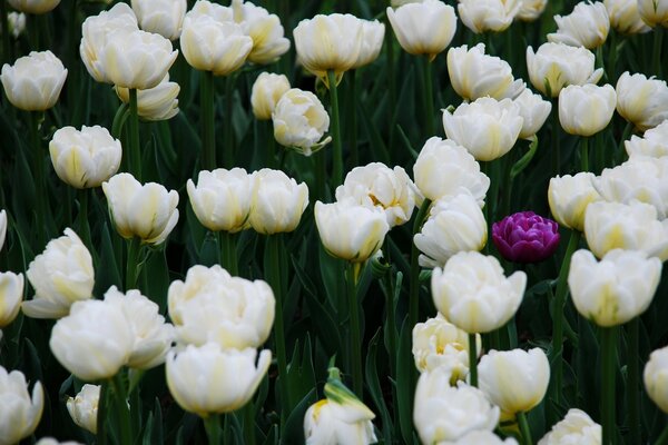 Un tulipán púrpura en un campo lleno de blancos