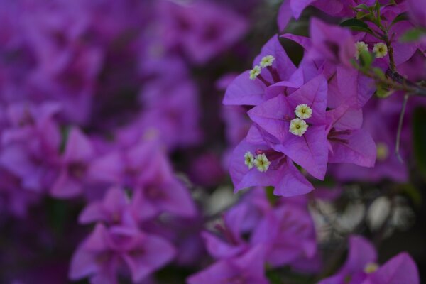 Lila Blumen im Garten