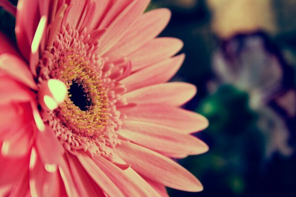 Hermosas gerberas en la naturaleza