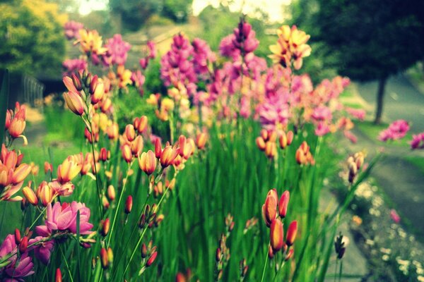 Wildblumen, anmutige Flora