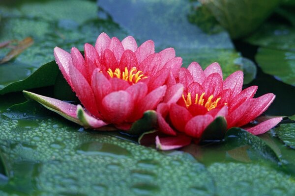 Kpasmvye water lilies after the rain