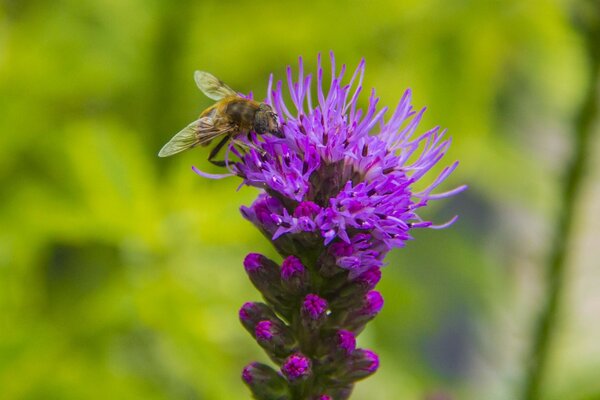 A bee is sitting on a purple flower