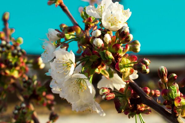 Árbol de primavera con flores en flor