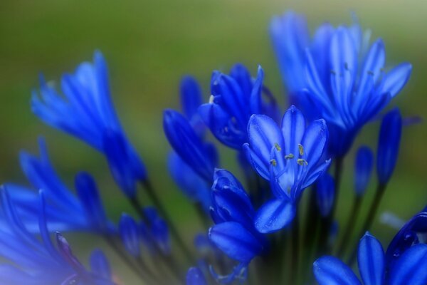 Niebieskie kwiaty z bliska