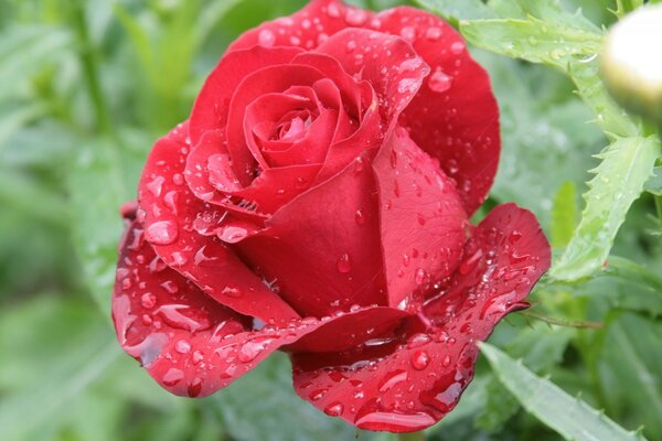 Red rose under the dew drops