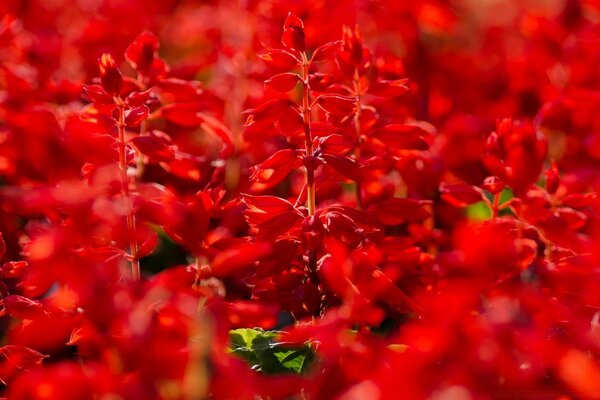 Garden flowers in red