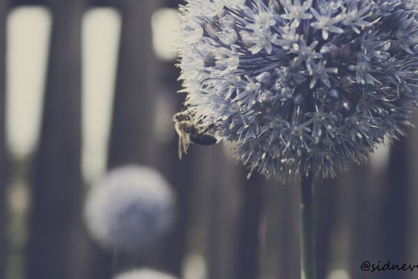 Abeja en una flor lila en tonos suaves