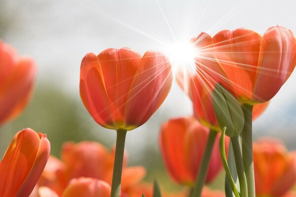 Orange Tulpen Boden Strahlen der Sonne