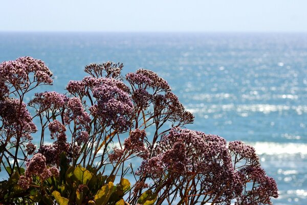 Trees on the shore, nature