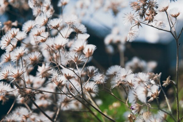 Belles fleurs duveteuses blanches