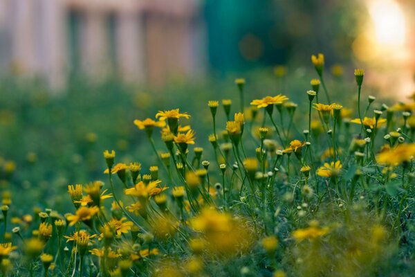 Lichtung von kleinen gelben Blüten