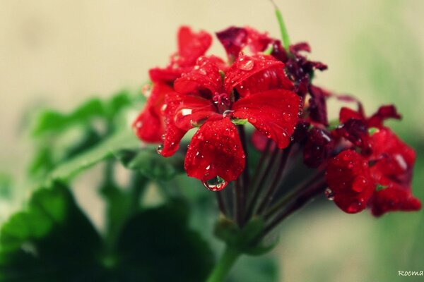 Fleur rouge gros plan