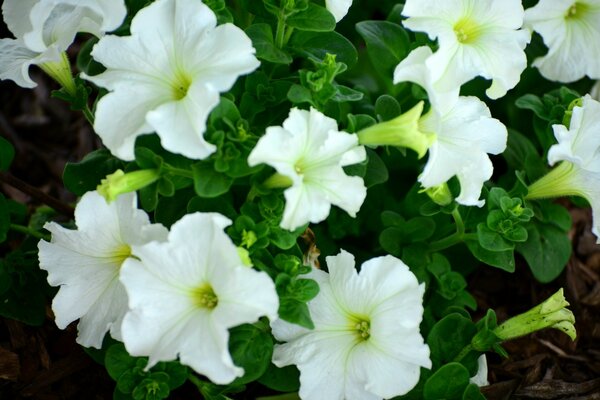 Las flores silvestres naturales se ven geniales