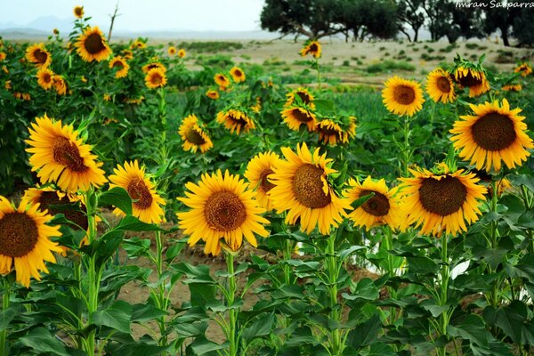 Feld mit Sonnenblumen mit einem Stück blauem Himmel