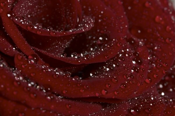 Dew drops on rose petals